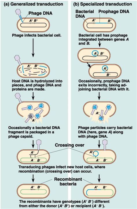 Transduction | Bio science portal