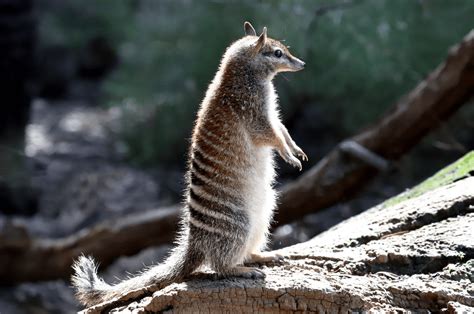 The Numbat - Animal Corner