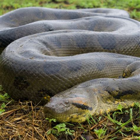 Top 10 largest in size snakes in the world