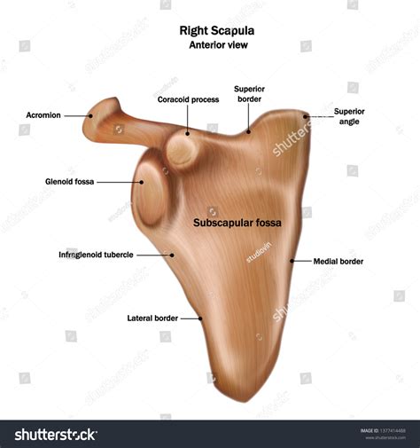 96 Glenoid cavity: immagini, foto stock e grafica vettoriale | Shutterstock