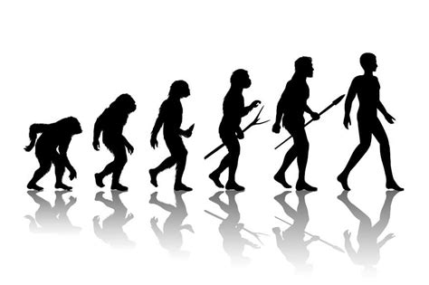 Human Evolution History: Timelines, Stages, and Fascinating Facts