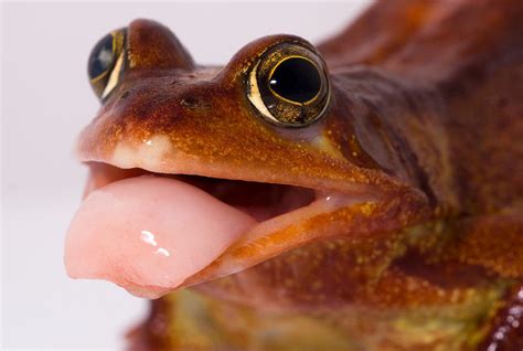 The frogs tongue by AngiWallace on DeviantArt