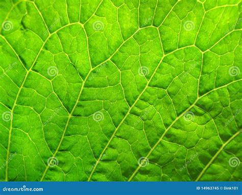 Green leaf texture stock image. Image of close, beauty - 14963745