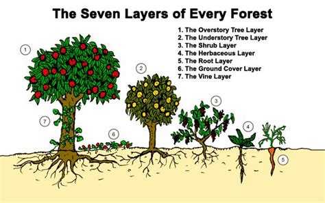 What is a Food Forest? – Project Food Forest