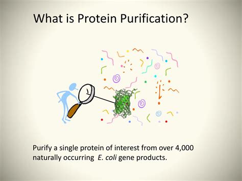 PPT - Protein Purification PowerPoint Presentation, free download - ID ...