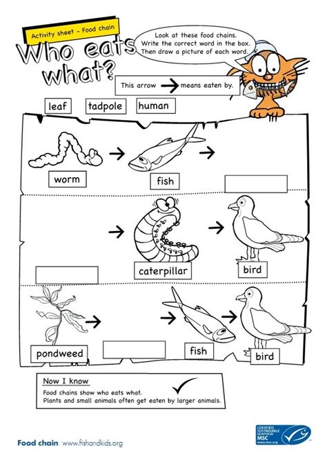 Food Chain 3rd Grade Worksheet