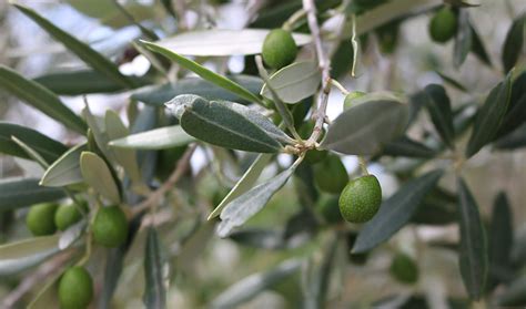 Cameras Spot Fatal Olive Tree Diseases Before the Symptoms Show | Inside Science