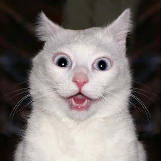 Your Source of Randomness: WTF Kitty Pictures