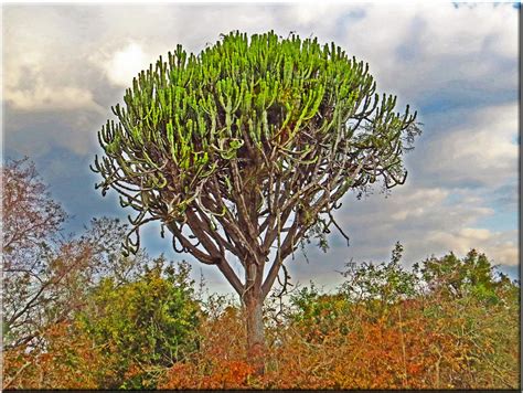 The African Cactus Tree | The African candelabra or cactus t… | Flickr