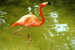 West Palm Beach Zoo | Bob B. Brown | Flickr