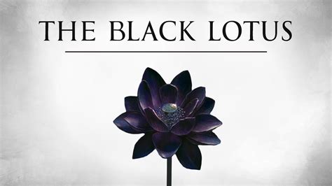 Black Lotus | HanliHanifah