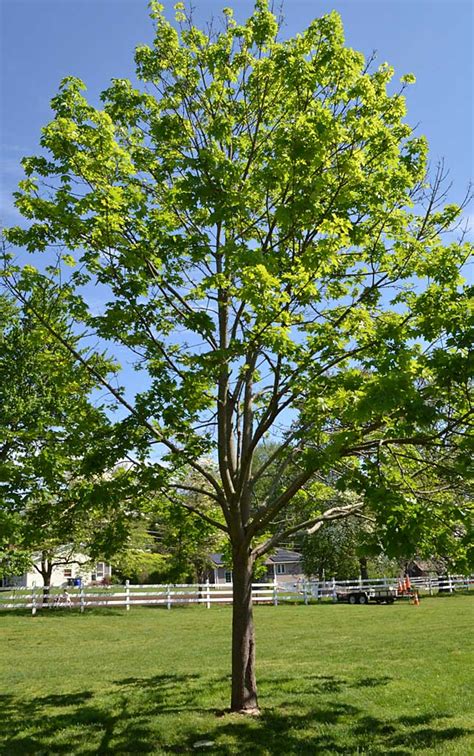 Norway Maple - The Westmoor Arboretum - Invasive Species