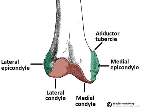 medial and lateral epicondyles of femur - hyedorian