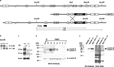 Targeting of the Lmna gene. (a) Structure of the mouse Lmna gene,... | Download Scientific Diagram