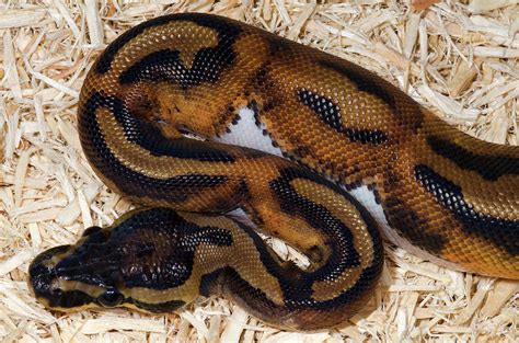 Piebald Royal Python Photograph by Nigel Downer - Fine Art America