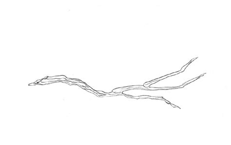 Twig Clipart Black And White