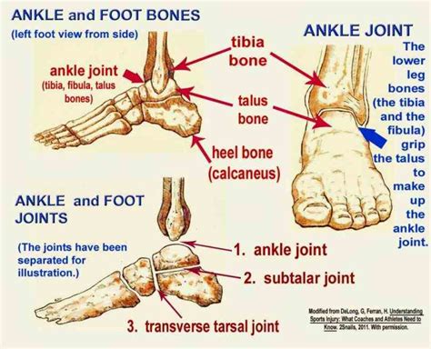 Anatomy Of The Ankle Joint | MedicineBTG.com