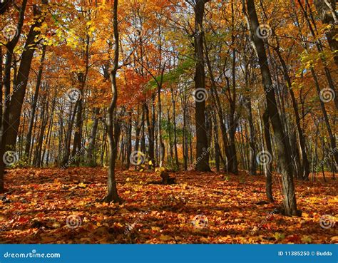 Autumn forest scene stock photo. Image of garden, season - 11385250