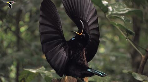 Super-black bird of paradise feathers are so stunningly dark they absorb 99.96% of light - here ...