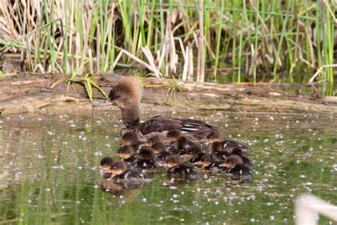 Our hooded merganser ducklings emerge | Mike Hendley Fine Art