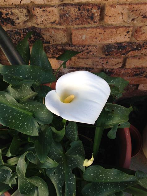 1 photo from Carousel | Zantedeschia, Zantedeschia aethiopica, Planting ...