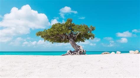 How Aruba Is Adapting for the Return of Tourism Caribbean Journal