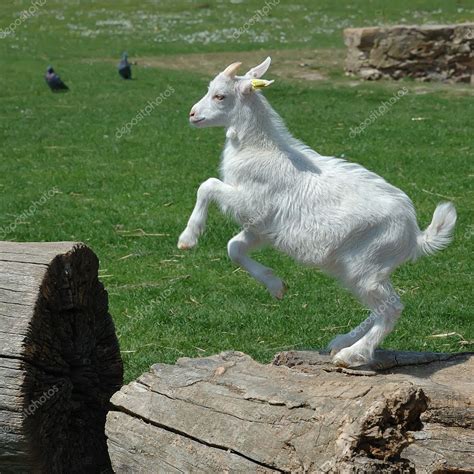 Baby Goat jumping — Stock Photo © photomaru #3254500