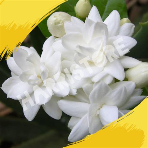 Kampupot Flower Images | Best Flower Site