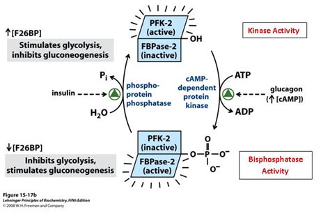 The Bifunctional Enzyme