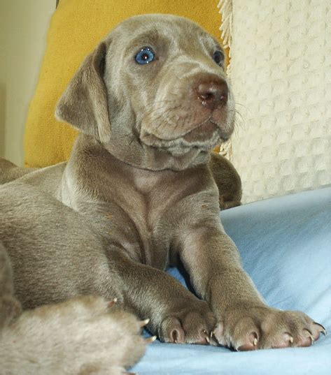 Images of weimaraner puppy breeder with beautiful blue eyes.PNG