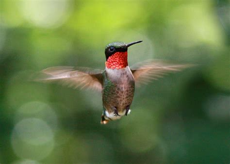 I'd like to plant some hummingbird-friendly flowers in containers for my deck this summer, in ...