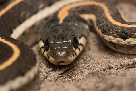 Colorado’s Snakes: What, When & Where | Common Poisonous and Non ...