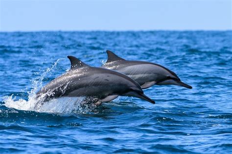 Half Day Lanai Snorkel Tour | Maui Diamond Boat Charters