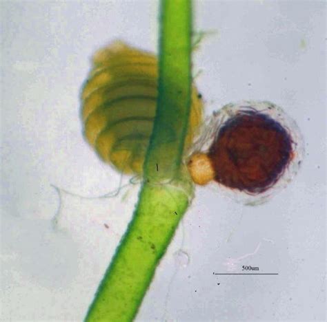 Gametangia of Nitella flexilis, normal type. | Download Scientific Diagram