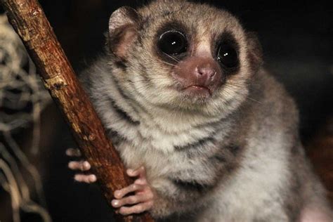 Dwarf Lemur Profile, Diet, Habitat, Traits, Breeding, Facts - Primates Park