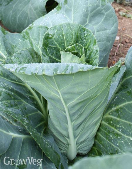 The Best Heirloom Cabbage Varieties