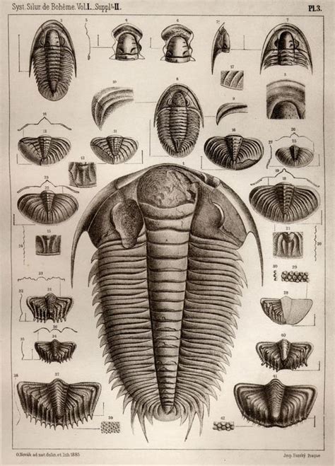 Trilobite Fossil Diagram