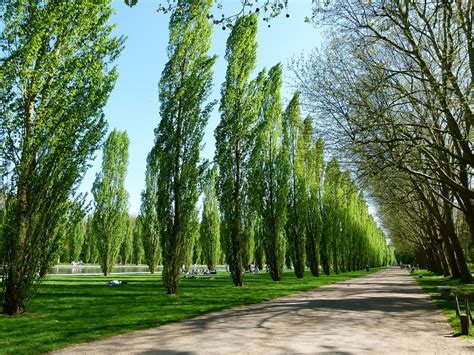 Poplar Trees for Sale - Buying & Growing Guide - Trees.com