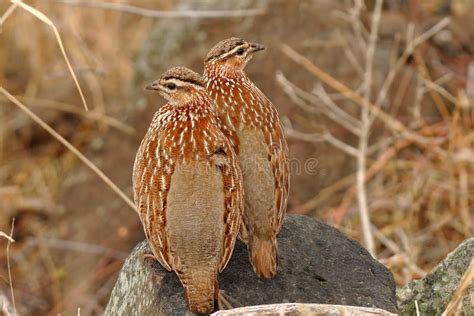 Crested francolin bird stock photo. Image of crested - 12147734