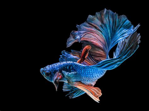 Wallpaper Blue fish, black background 3840x2160 UHD 4K Picture, Image