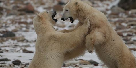 Polar Bear Cams Live-Stream Historic Migration Of Threatened Population | HuffPost UK