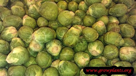 Brussels sprout - How to grow & care