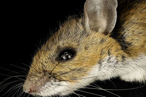 Maryland Biodiversity Project - White-footed Mouse (Peromyscus leucopus)