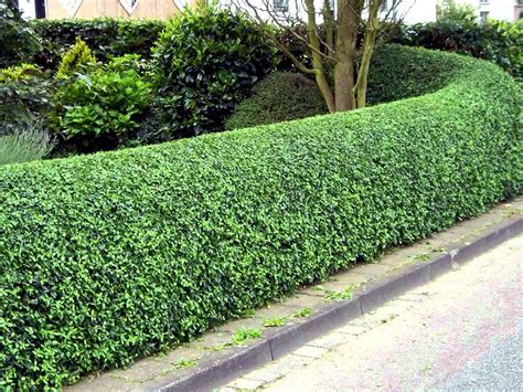 Incredible Living Fence Plants With New Ideas | Home decorating Ideas