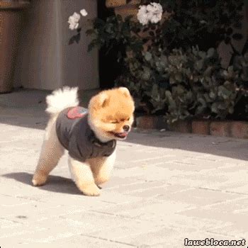 walking dog (animated gif) | Dog animation, Dog gifs, Funny animals