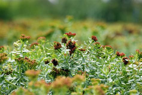 Why Mountain Rose Herbs Exclusively Carries Cultivated Rhodiola