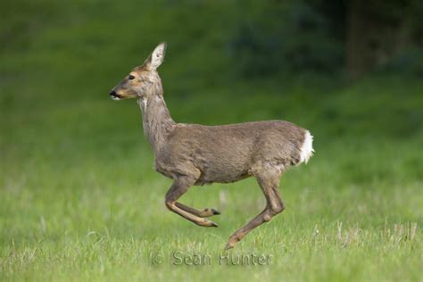 Sean Hunter Photography - Roe Deer