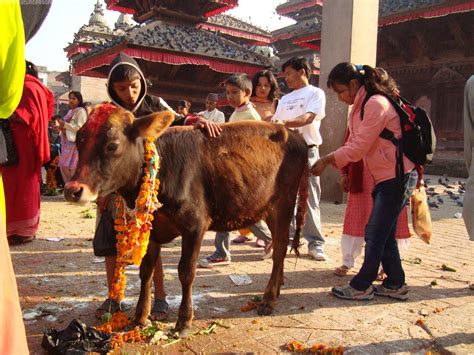 Tihar Festival or Deepawali in Nepal- Festival Times || Blogs by Nepal ...