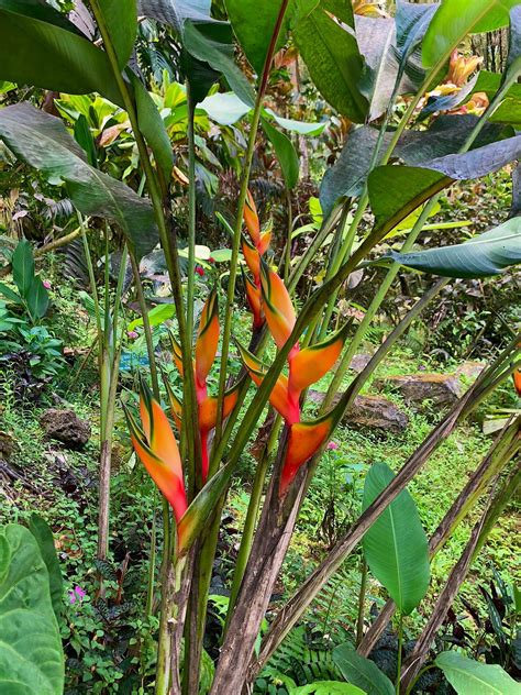 #hawaiitropicalbotanicalgarden #gohawaii #lethawaiihappen | Tropical plants, Tropical, Botanical ...