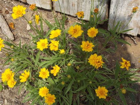 Coreopsis | Plants, Garden, Backyard